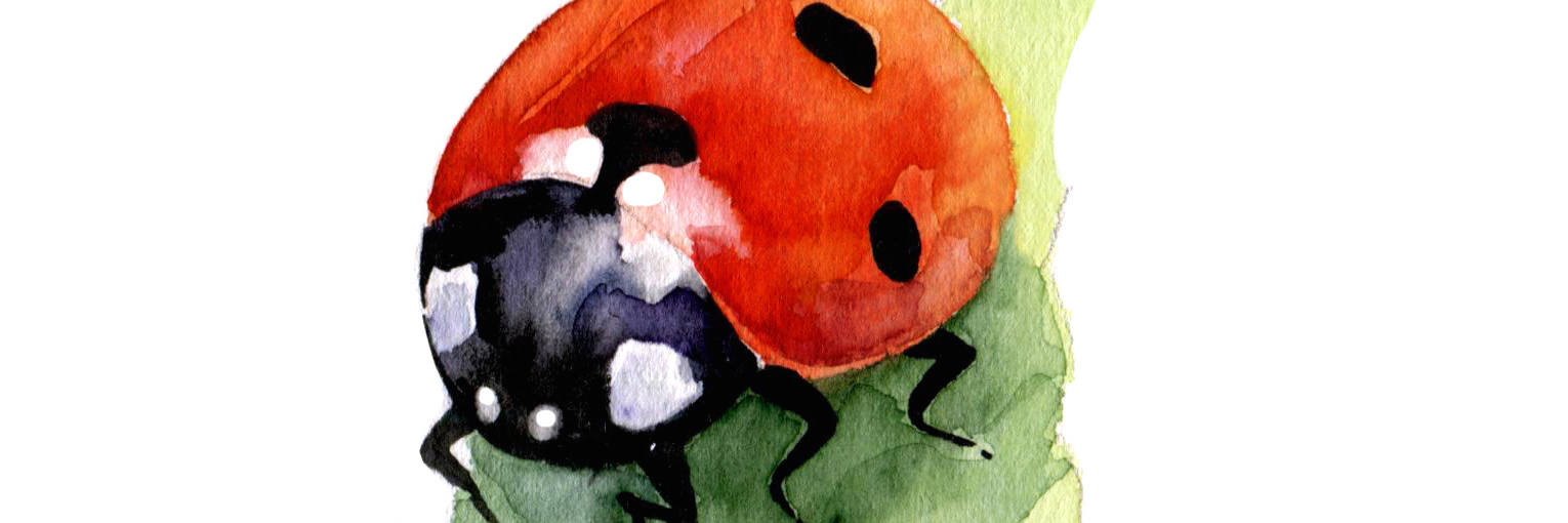 What a Ladybug Meant to Me in Eating Disorder Recovery Watercolor isolated hand drawn ladybug on leaf. Spring. Insect.