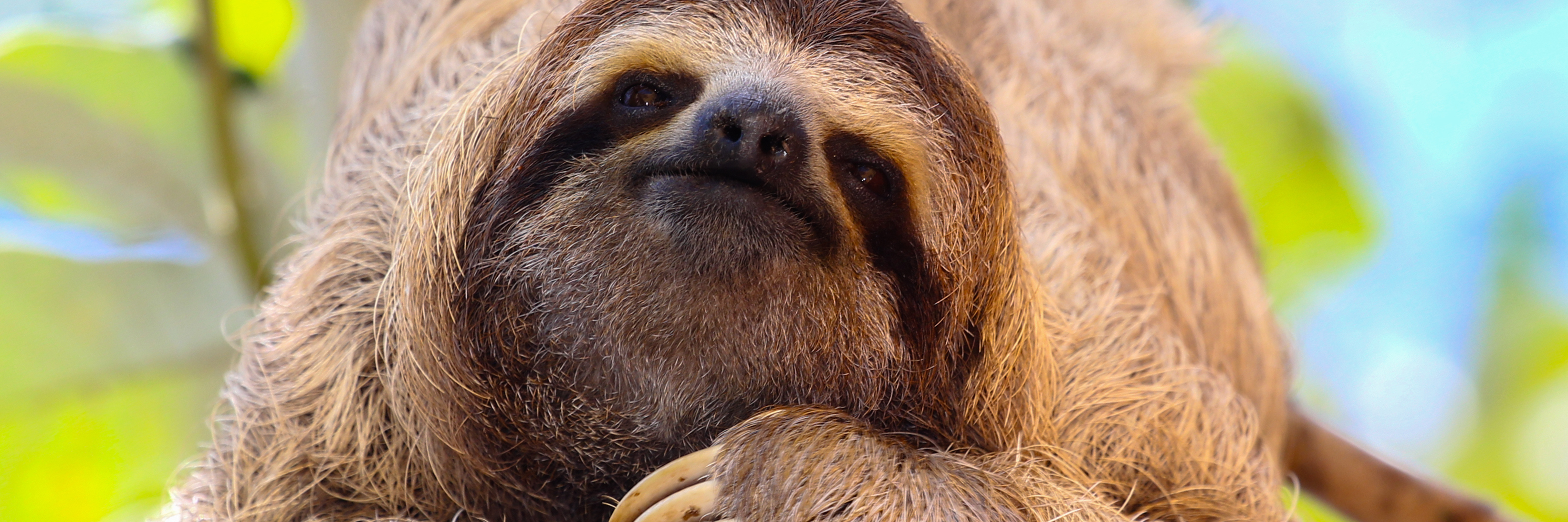 Moving More Slowly Physically and Mentally Because of Chronic Illness sloth