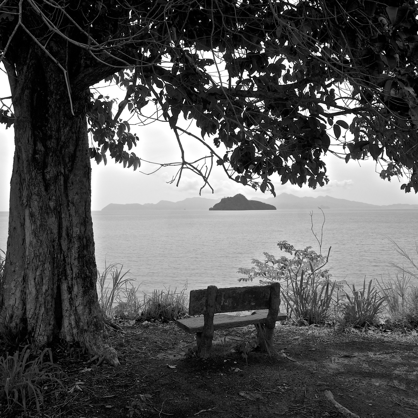 Bench under a tree by a lake, black-and-white photo.