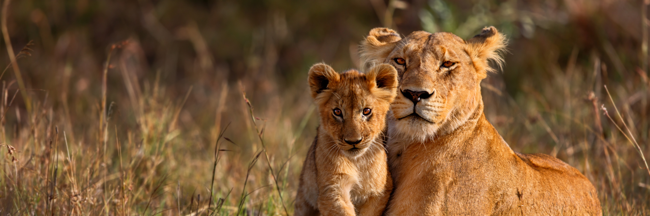Lion Moms: Why Moms of Chronically Ill Children 'Roar' Lion mother with cub