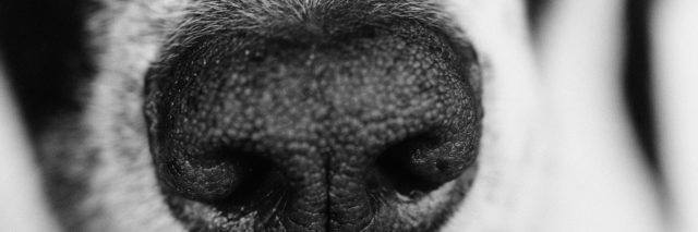 Closeup of dog's nose