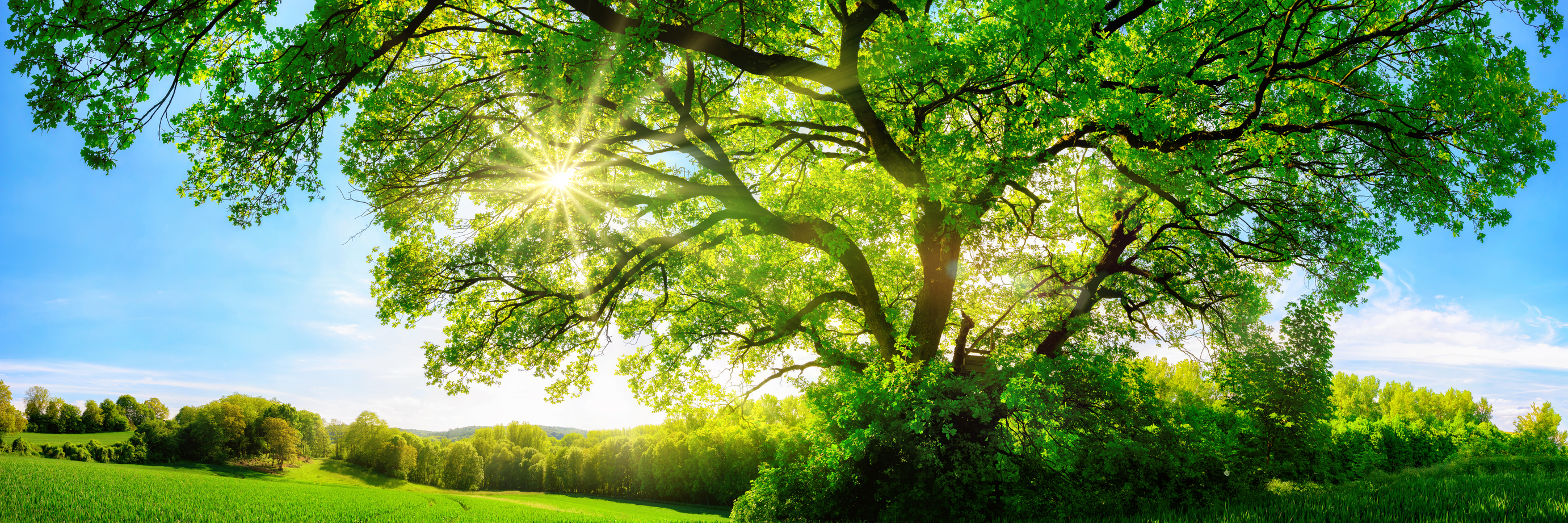 Going Outside, Connecting With Nature When Living With Chronic Illness sun shining through the tress in a field