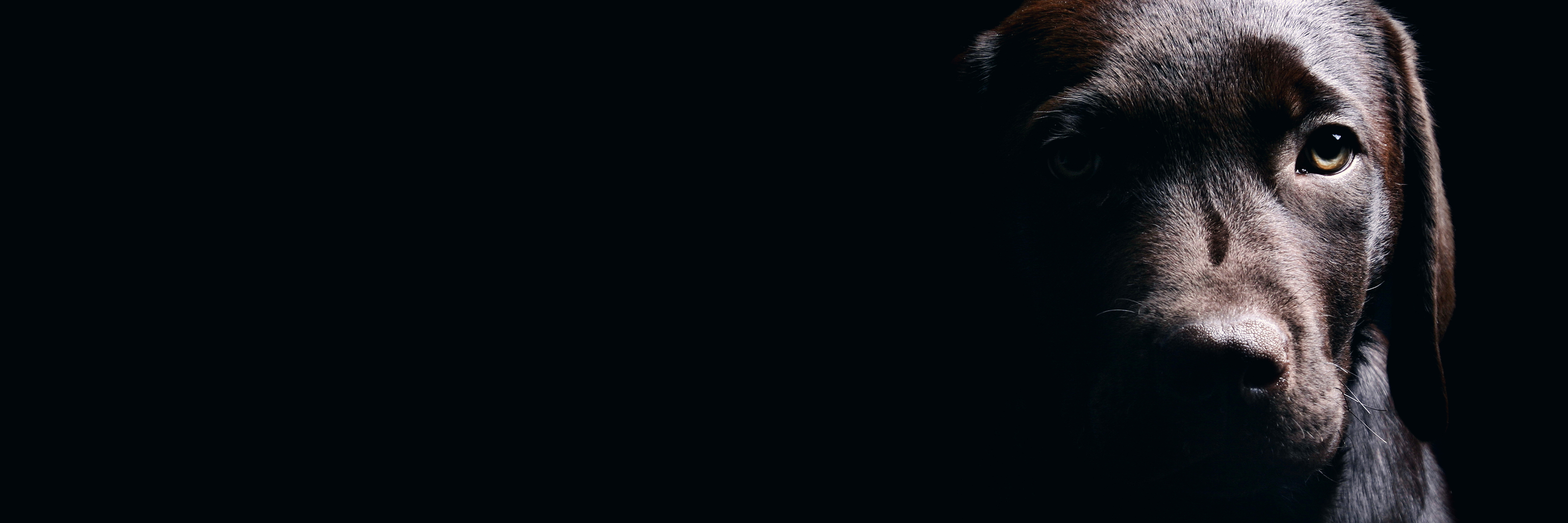 Using a Service Dog With an Invisible Disability