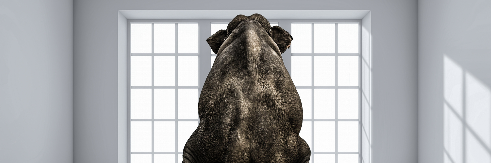 My Chronic Illness Doesn't Have to Be the 'Elephant in the Room' An elephant sitting on a chair, in the middle of the room.