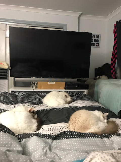 bed with several pets curled up