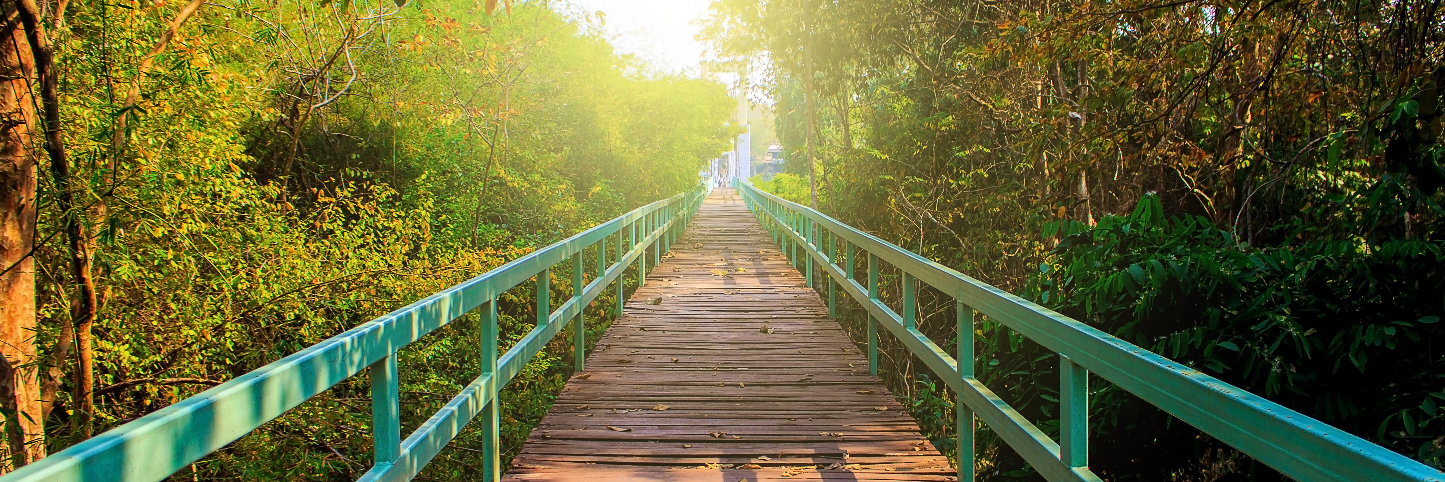 Autoimmune Disease, Chronic Illness: Importance of Self-Care bridge in a forest