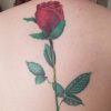 tattoo of a rose on a woman's spine