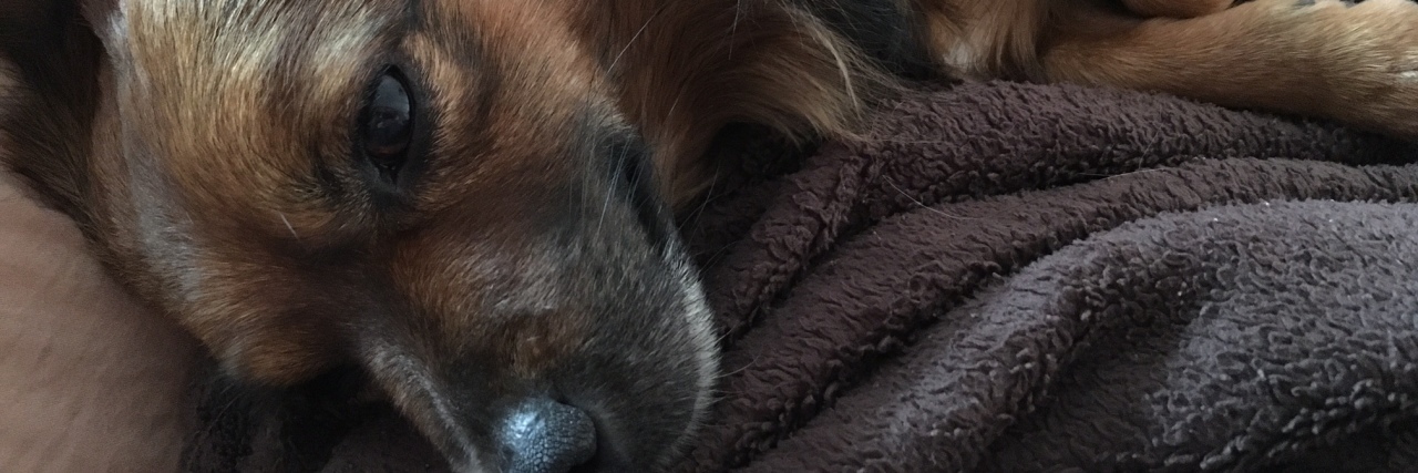 How a Rescue Dog Gives Me Hope for My Future With Chronic Illness doxon the dachshund
