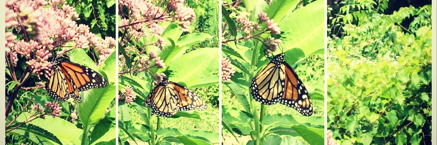 butterfly sitting on flowers then spreading its wings and flying