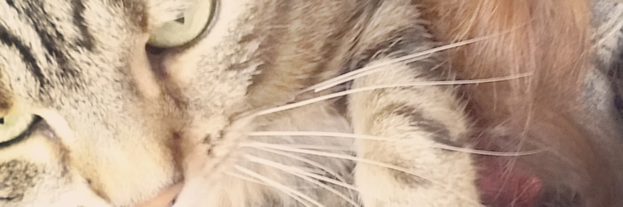 How My Rescue Cat Helps With My Depression and Anxiety