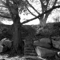 Black-and-white image of steps between trees in a park.