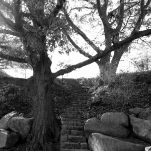Black-and-white image of steps between trees in a park.