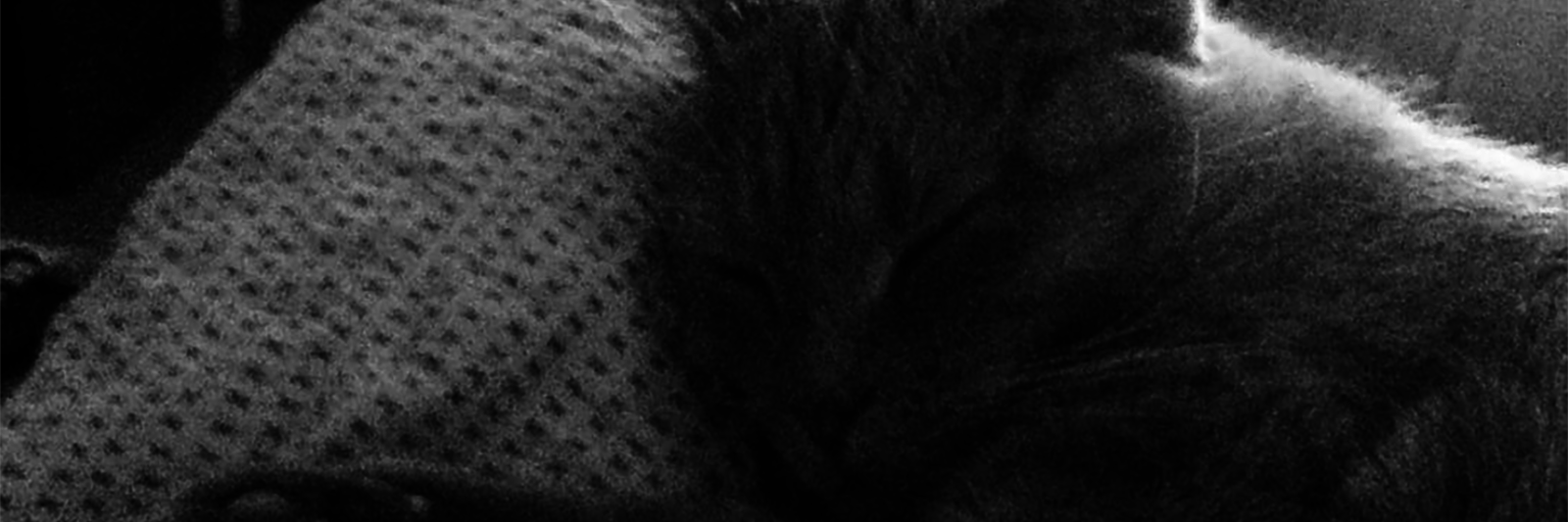 black and white image of contributor's cat lying on bed
