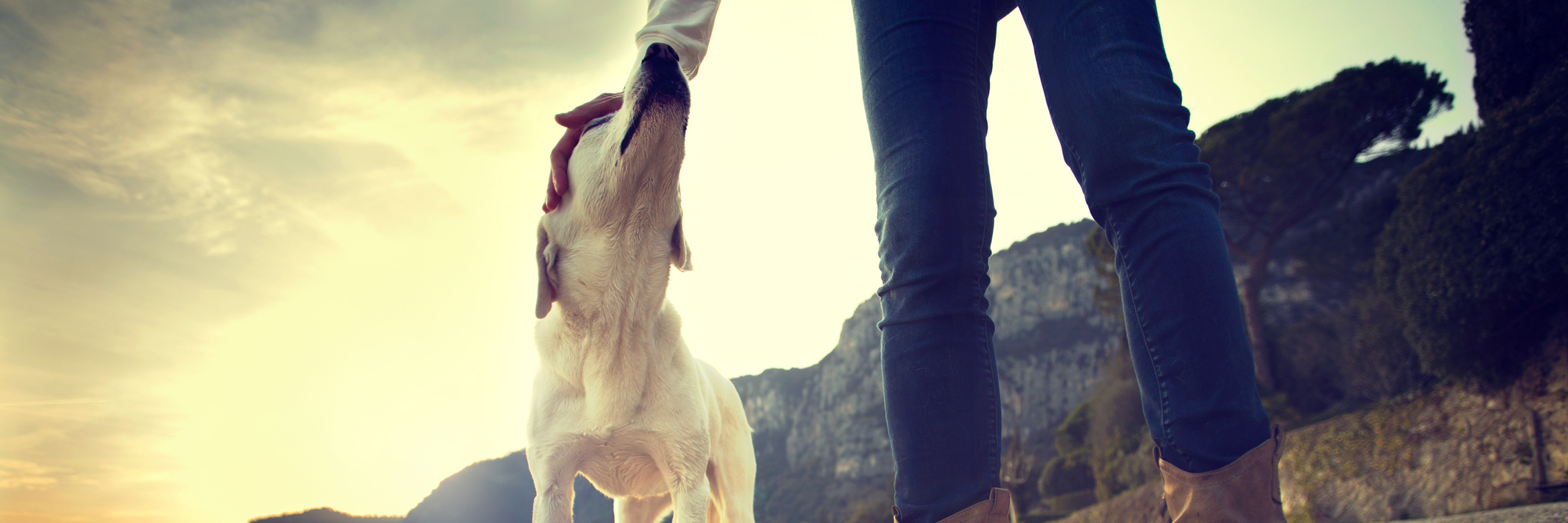 Learning to Stop Rushing While I Face Multiple Myeloma owner petting dog on beach