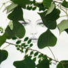 drawing of woman's face between green leaves
