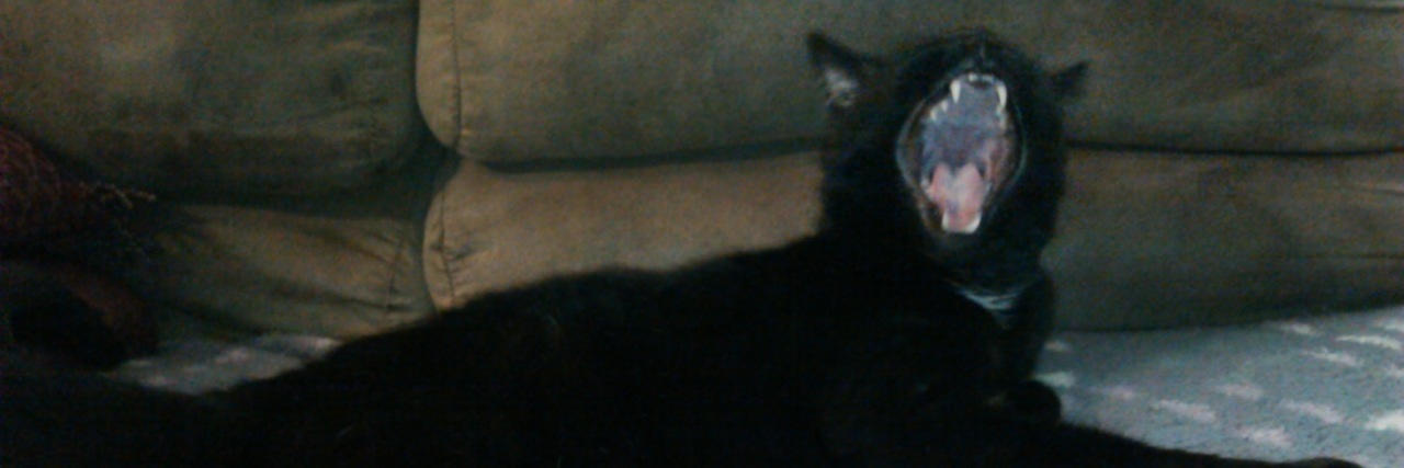 The Distractions I Use to Cope With Chronic Pain cat yawning