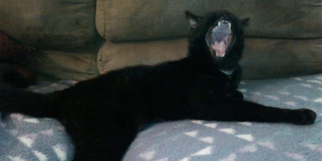 The Distractions I Use to Cope With Chronic Pain cat yawning