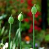 three flower buds growing in front of a garden background
