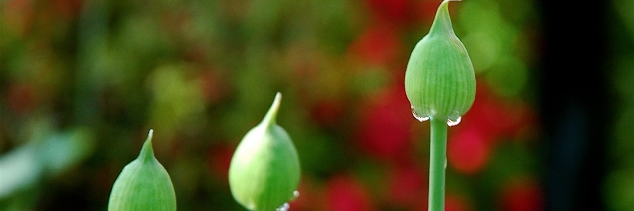 Hope and Friendship After Loss and Grieving three flower buds growing in front of a garden background