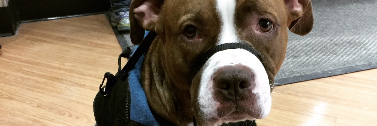 Things Not to Say to a Service Dog Handler Vinny the service dog.