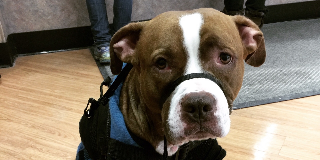 6-things-not-to-say-to-a-service-dog-handler