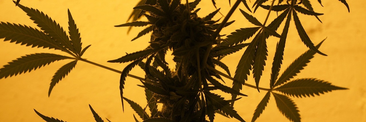 What Marijuana Dispensaries Should Know About Chronic Pain Patients marijuana leaves