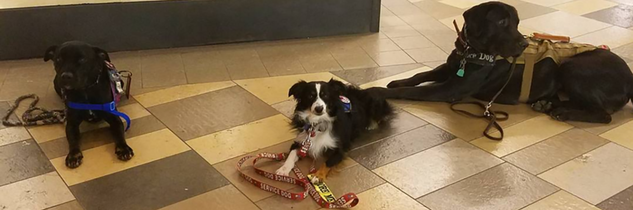 Parents: Please Teach Your Children About Service Dogs From left to right: Sheldon, Dyre, and Dantá showing off their down stays during a group training session.