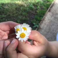 hands holding daisies