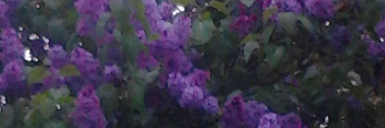 Living With Fibromyalgia but Not Really Understanding It lilac tree