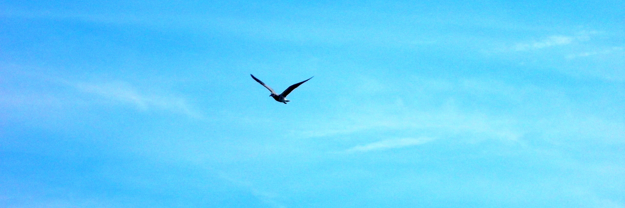 bird flying against a blue sky