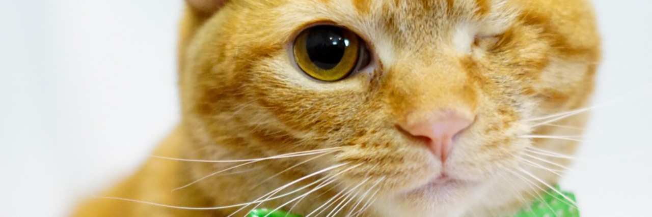 Why I Identify With My Sick, Anxious Cat ginger cat with one eye wearing green bow tie