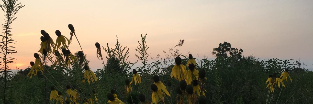 How Past Experiences With Lyme Disease Continue to Affect Me sunflowers in a field at sunset