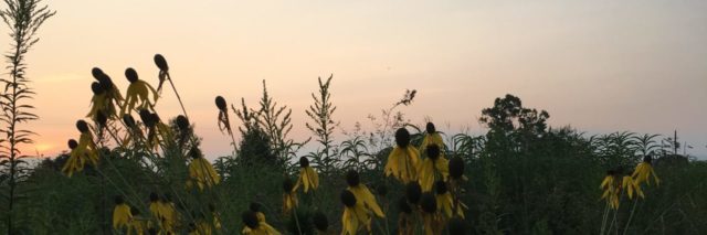 sunflowers in a field at sunset