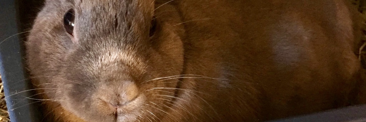 What My Disabled Rabbit Taught Me About Chronic Illness rabbit