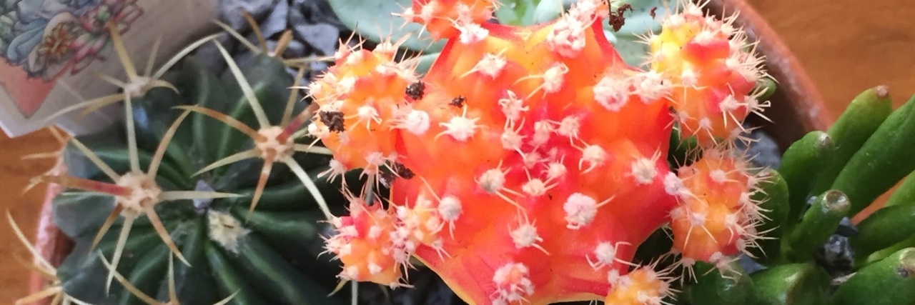 Lessons I Learned While in the Hospital Because of Epilepsy Succulent plants photograhed by Valerie while in the hospital.