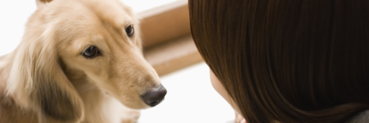 How My Service Dog Helps Me With Anxiety and Sensory Overload Dog looking into woman's face