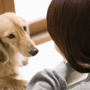 Dog looking into woman's face