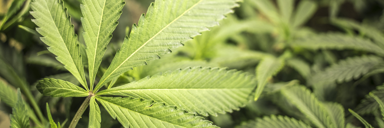 5 Underrated Benefits of Medical Cannabis for Crohn's and Fibromyalgia