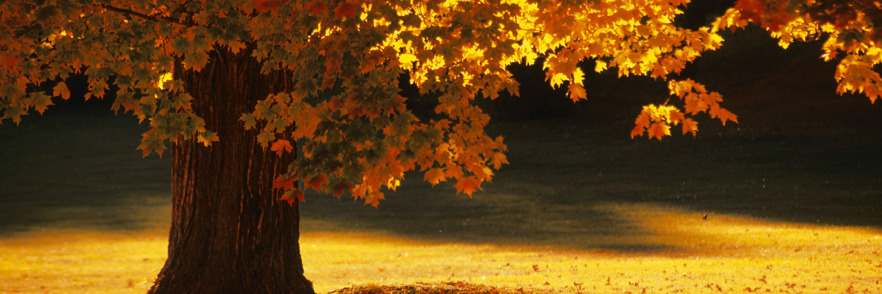 Constantly Adjusting to Seasonal Weather Changes With Fibromyalgia autumn tree