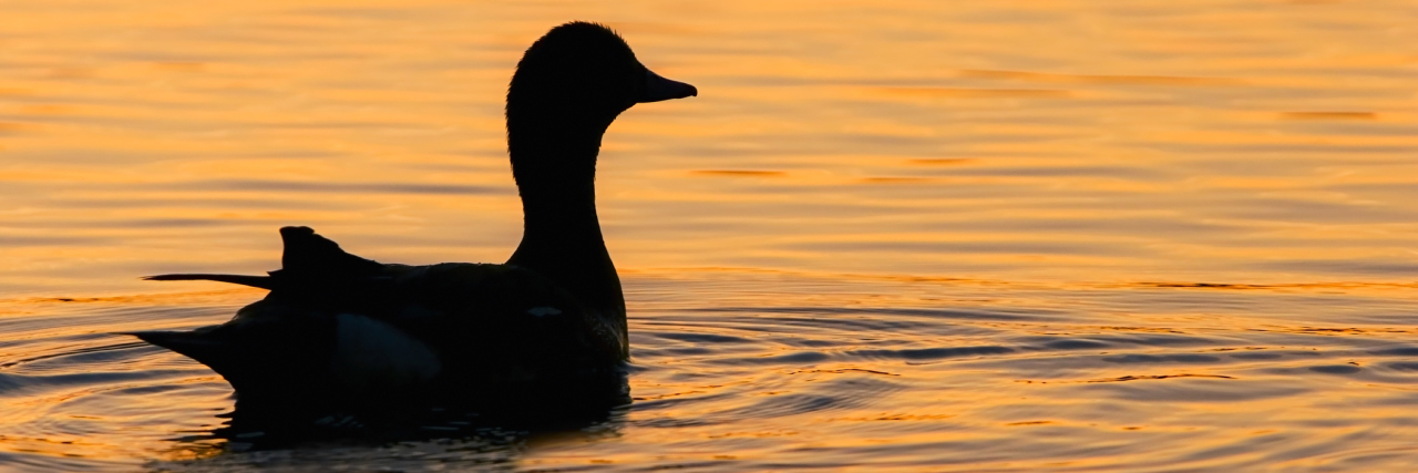 How Living a Life With an Invisible Illness Is Like Being a Duck A duck floating on the water, reflecting the sunset.