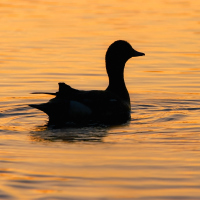 A duck floating on the water, reflecting the sunset.