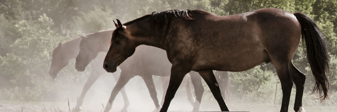 My Dreams for the Future With Complex Regional Pain Syndrome horse