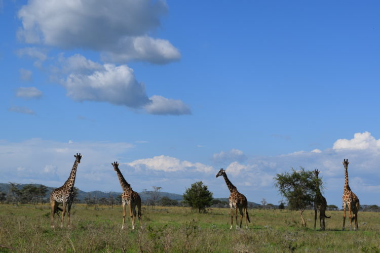 giraffes on a safari