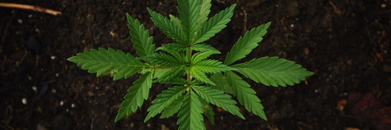 Growing cannabis.