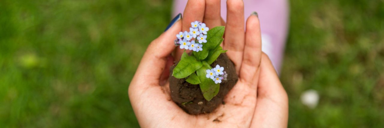 close up of woman's hands holding forget me not flowers on soil
