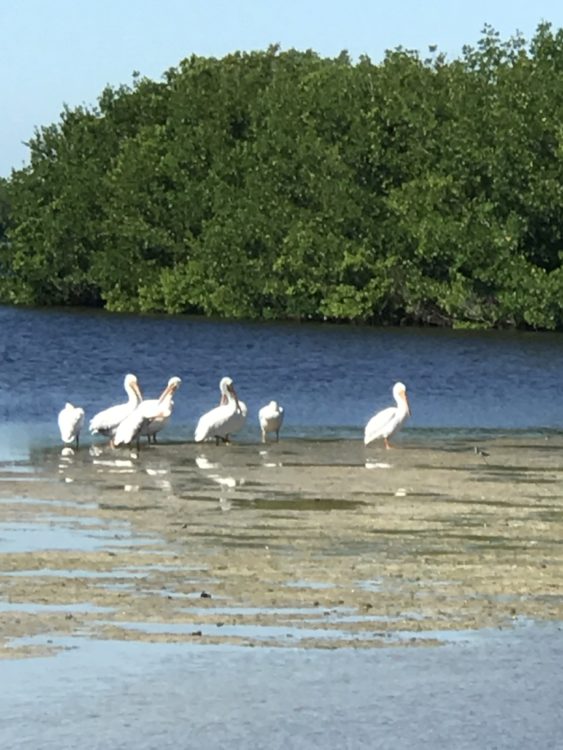 wildlife in the water