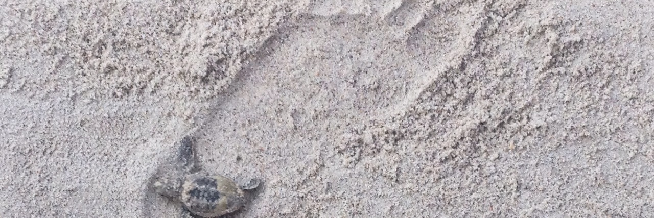 single footprint in the sand with a small turtle in the heel of the foot