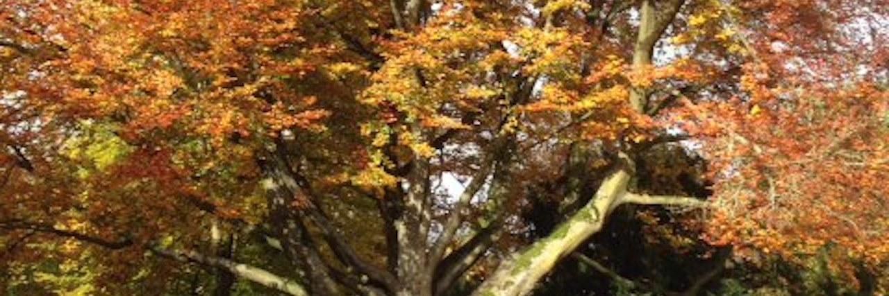 Tips for Boosting Your Mood in Autumn With Celiac Disease tree in autumn
