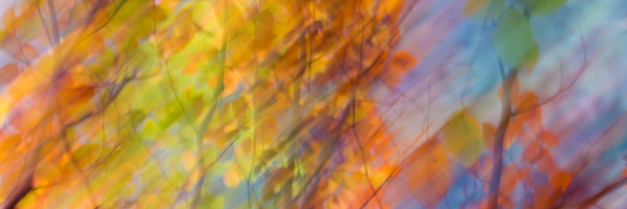 Blurred photo of autumn leaves in trees