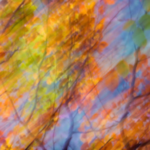 Blurred photo of autumn leaves in trees